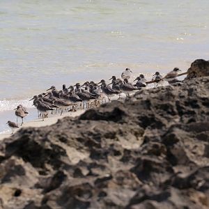 Grey-tailed Tattlers