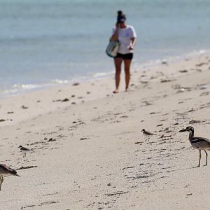 Em and Beach Stone-curlews
