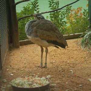 White-bellied Bustard (Eupodotis senegalensis)