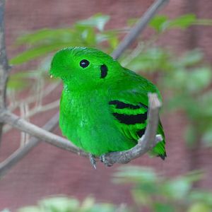 Green Broadbill