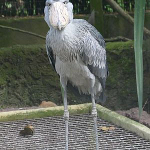 Shoebill (Looking at me)