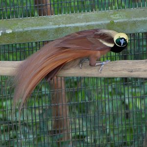 Raggiana bird-of-paradise