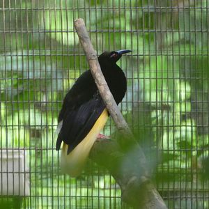 Twelve-wired bird-of-paradise