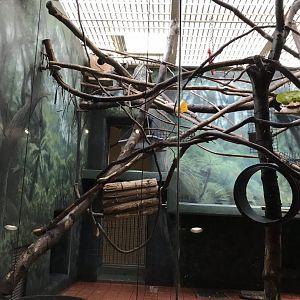 Rare animal conservation center- Prehensile-tailed porcupine