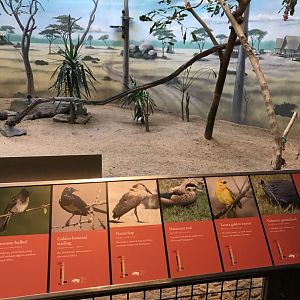 African savanna exhibit inside the McNeil avian center