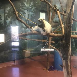 Coqurel’s sifaka