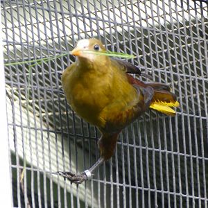 Green Oropendola