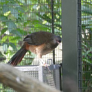 Chaco chachalaca