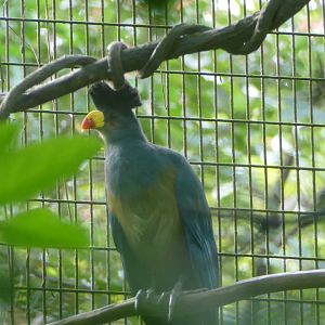 Great Blue Turaco
