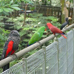 An assortment of species during feeding time
