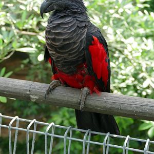 Pesquet's parrot