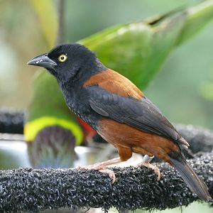 Vieillot's black weaver