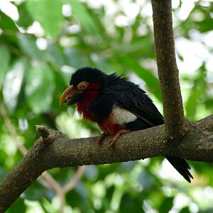 Bearded barbet