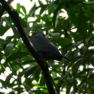 African olive pigeon