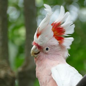 Major Mitchell's cockatoo