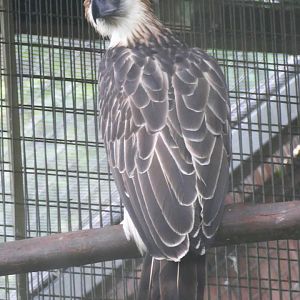 Philippine eagle