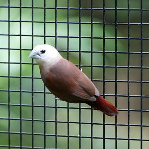 White-headed Munia