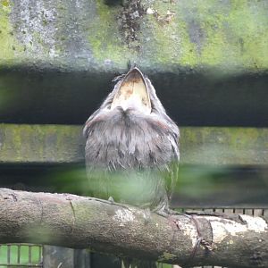 Yawning Tawny frogmouth