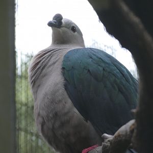 Spice imperial pigeon