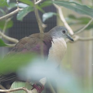 Santa Cruz ground dove