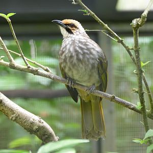 Straw-headed Bulbul