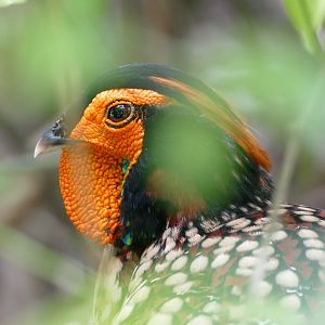 Cabot's tragopan