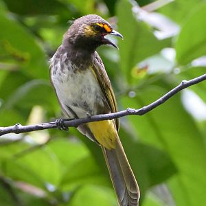 Orange-spotted Bulbul
