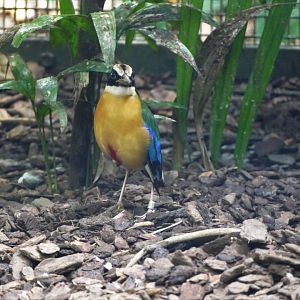 Blue-winged Pitta