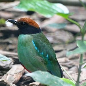 Hooded Pitta
