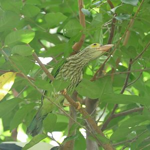 Lineated Barbet