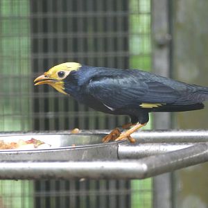 Golden-crested Myna
