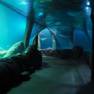 Burgers Zoo Tunnel Tank