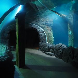 Burgers Zoo Tunnel Tank