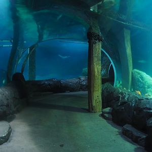 Burgers Zoo Tunnel Tank