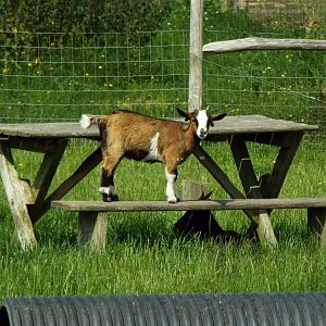 Young goat Axe Valley