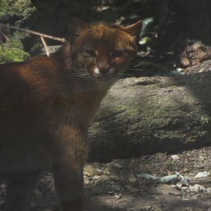Jaguarundi Axe Valley