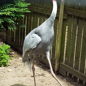 Sarus Crane Axe Valley
