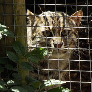 Fishing Cat Axe Valley