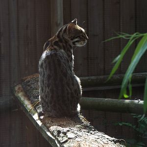 Indochinese Leopard Cat Axe Valley