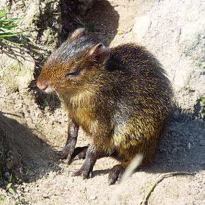 Young Agouti Axe Valley