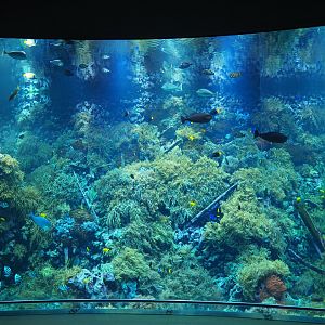 Antwerp Zoo Reef Aquarium