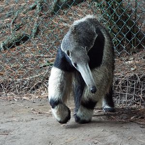 Giant Anteater Blackpool Zoo