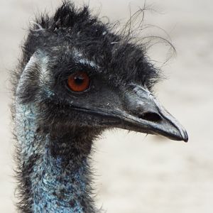 Emu Blackpool Zoo