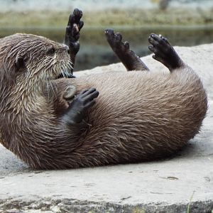 ASC Otter Blackpool Zoo