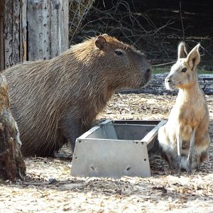 Mara and Capybara Blackpool Zoo