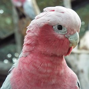 Galah Blackpool Zoo
