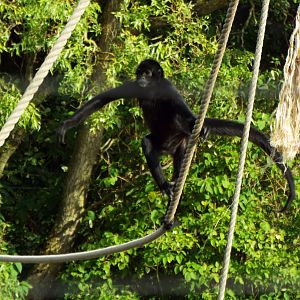 Spider Monkey Blackpool Zoo