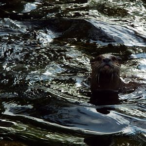 ASC Otter Blackpool Zoo