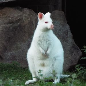 Bennets Wallaby Blackpool Zoo