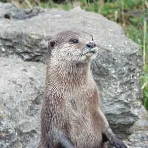 ASC Otter Blackpool Zoo